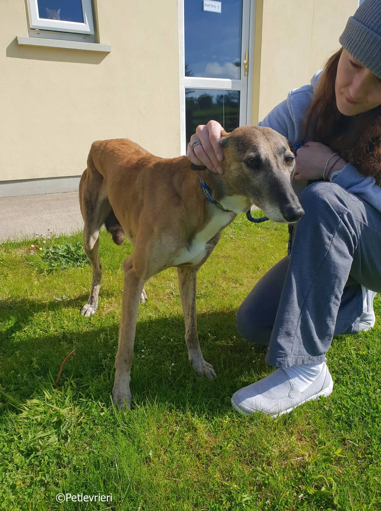 lucy adozione levrieri greyhound 11