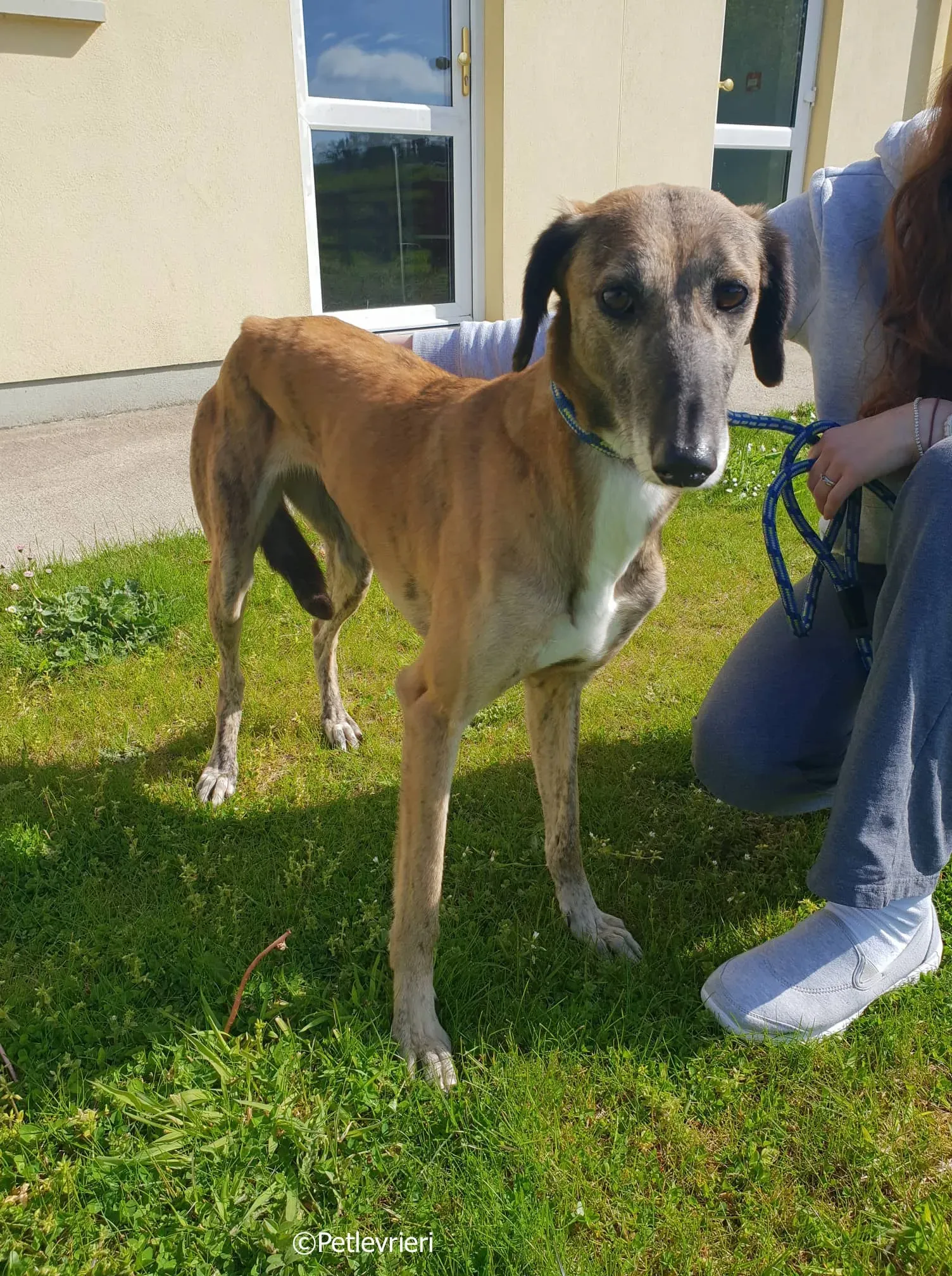 lucy adozione levrieri greyhound 12