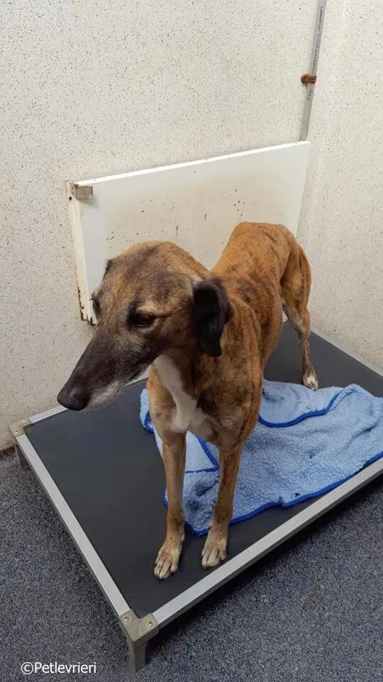 lucy adozione levrieri greyhound 13