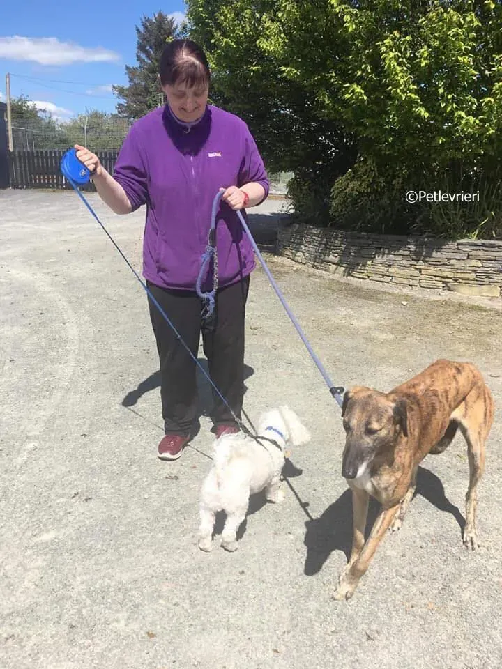 lucy adozione levrieri greyhound 14