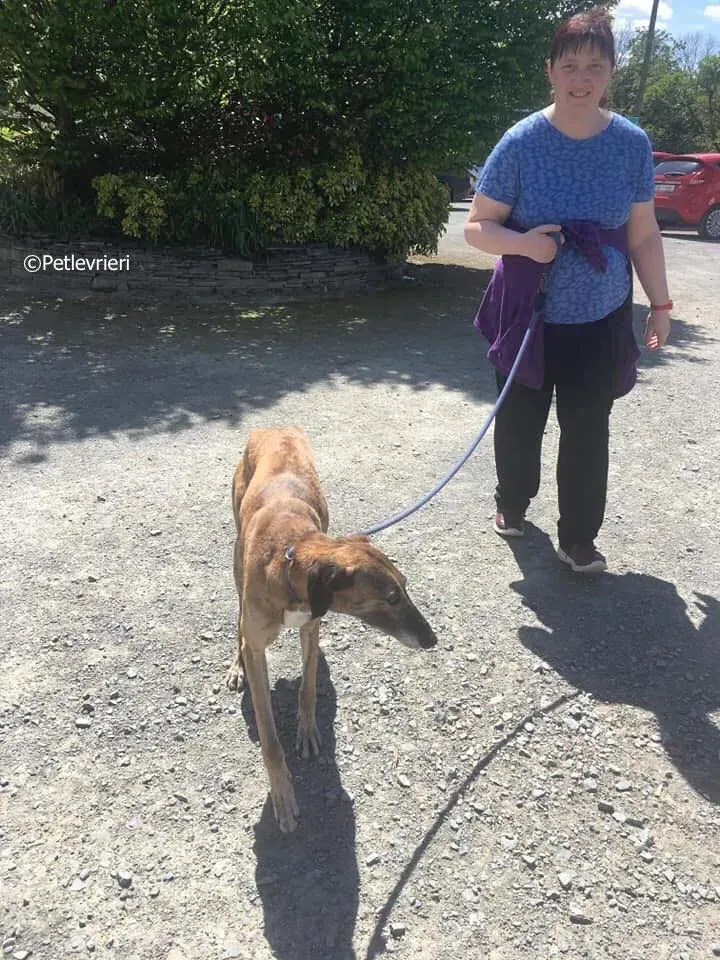 lucy adozione levrieri greyhound 15
