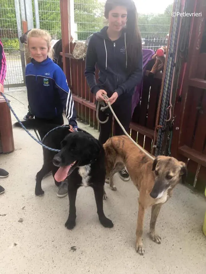 lucy adozione levrieri greyhound 16