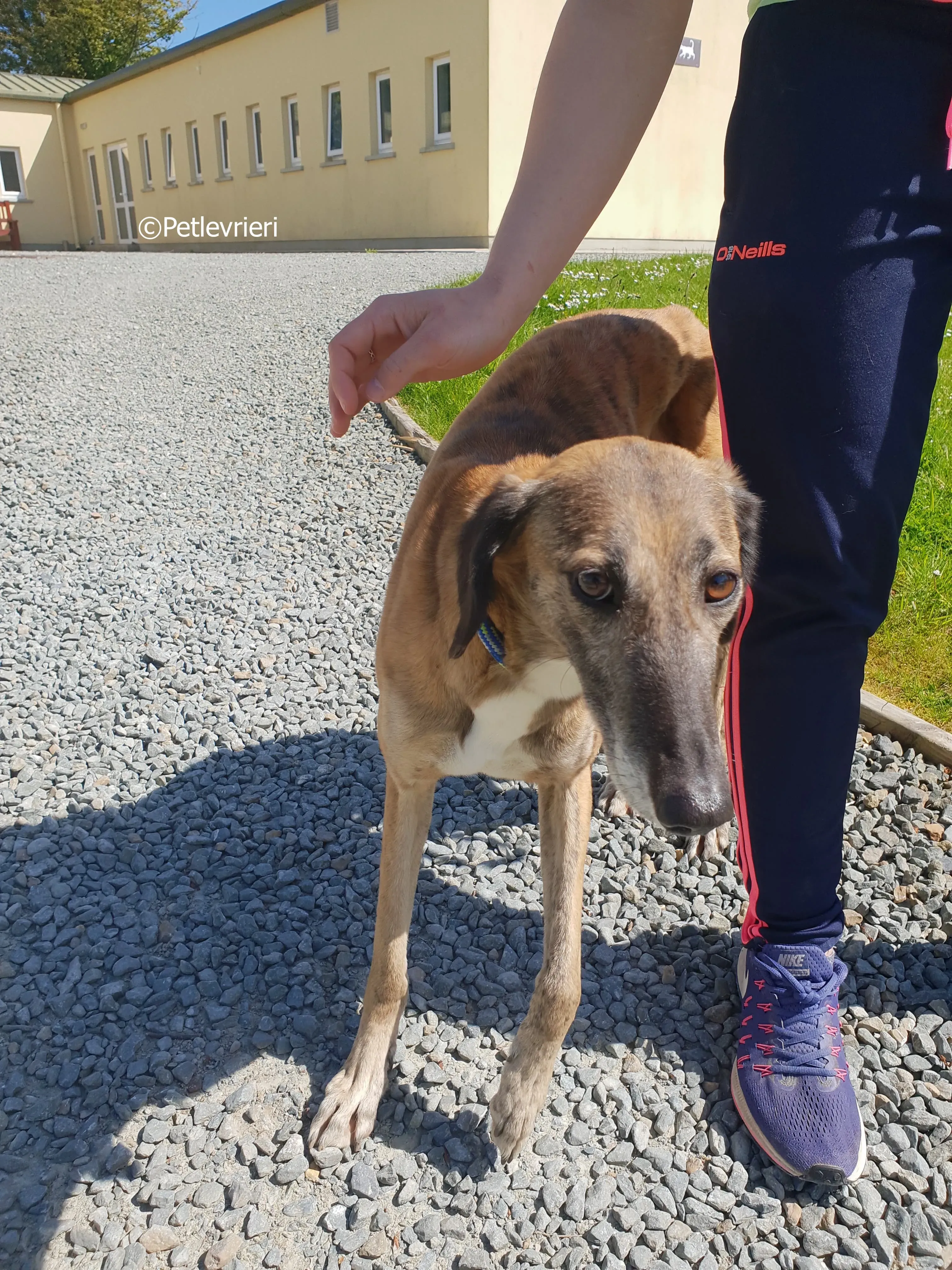 lucy adozione levrieri greyhound 18