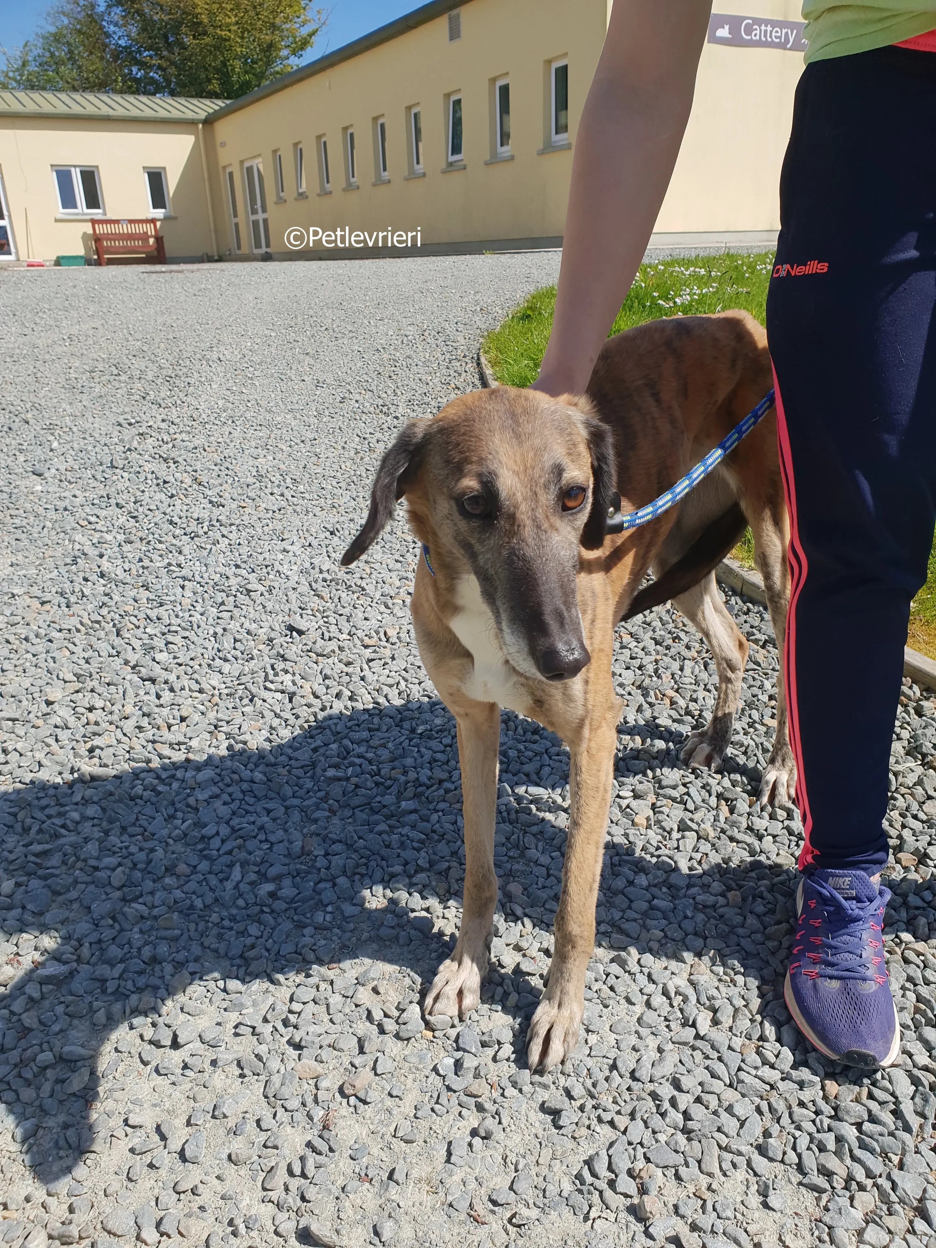 lucy adozione levrieri greyhound 19