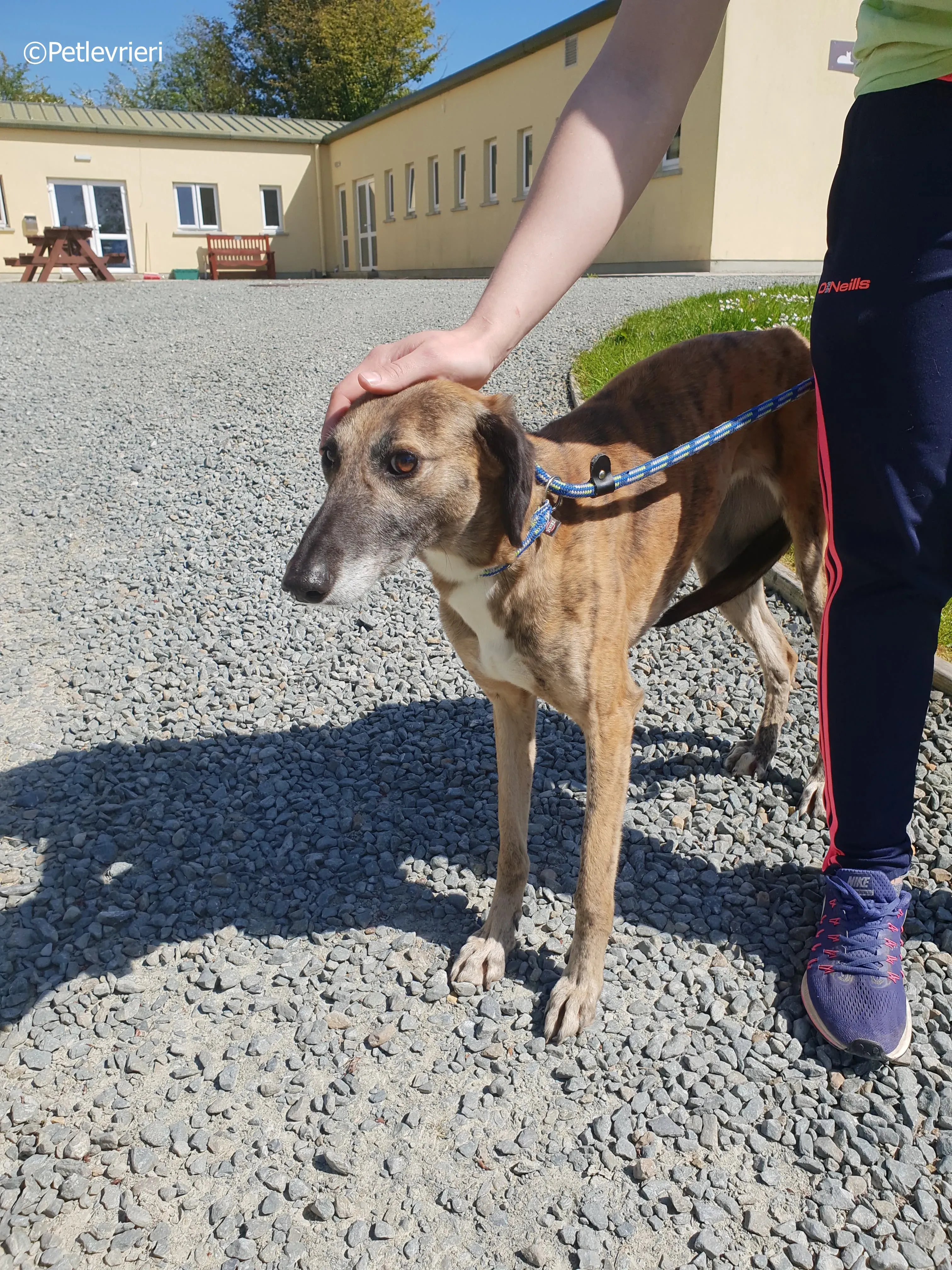 lucy adozione levrieri greyhound 20