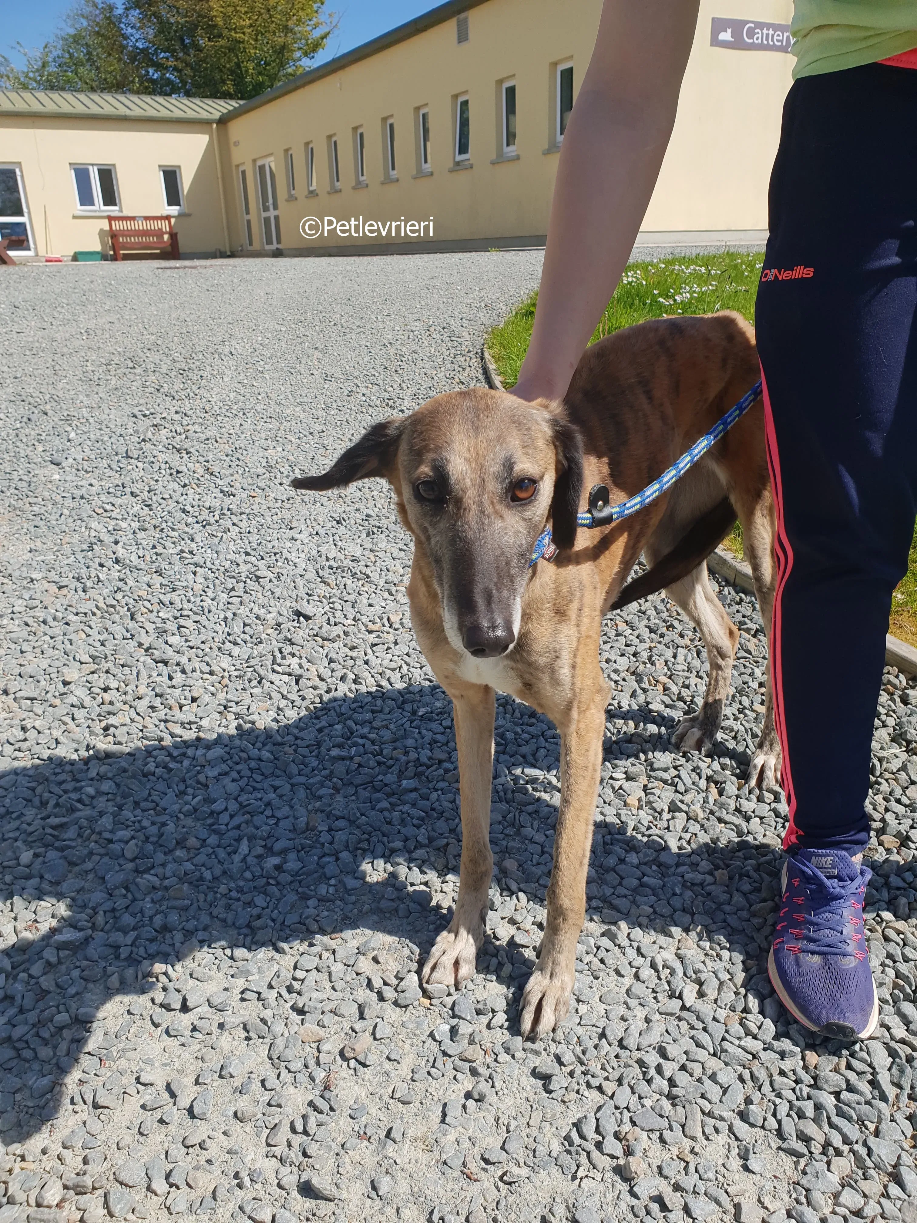 lucy adozione levrieri greyhound 21