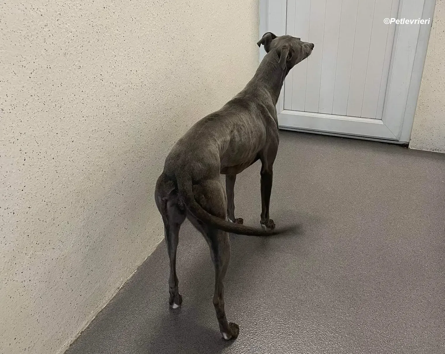 lucy adozione levrieri greyhound 8