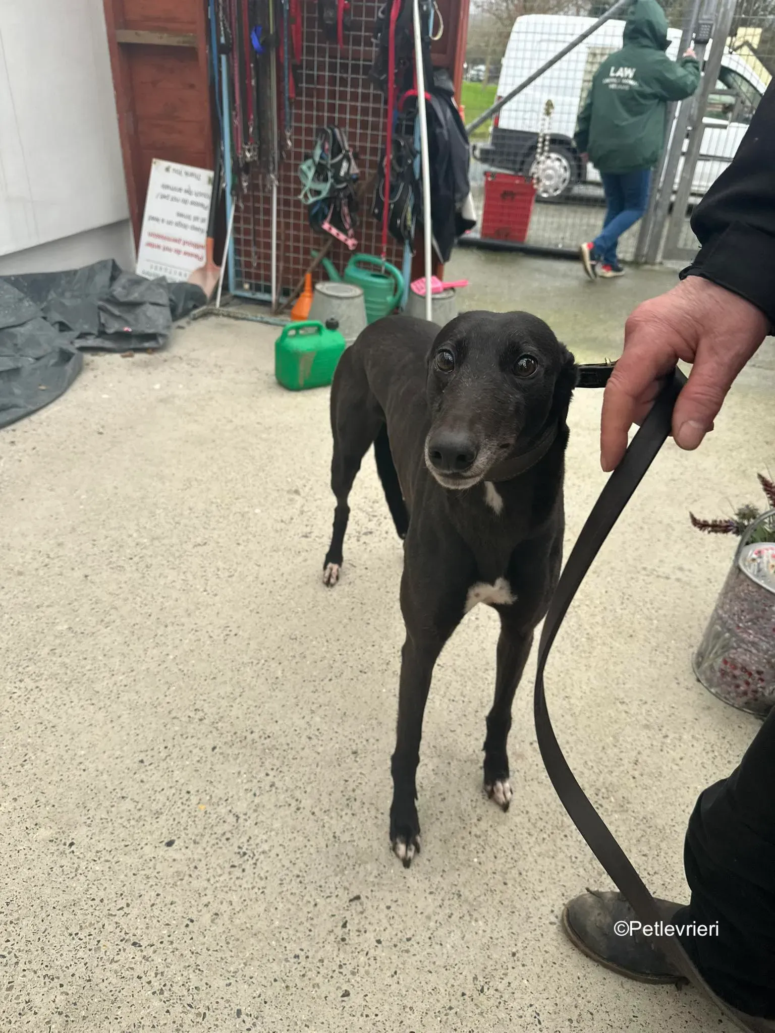 lucy adozione levrieri greyhound 3