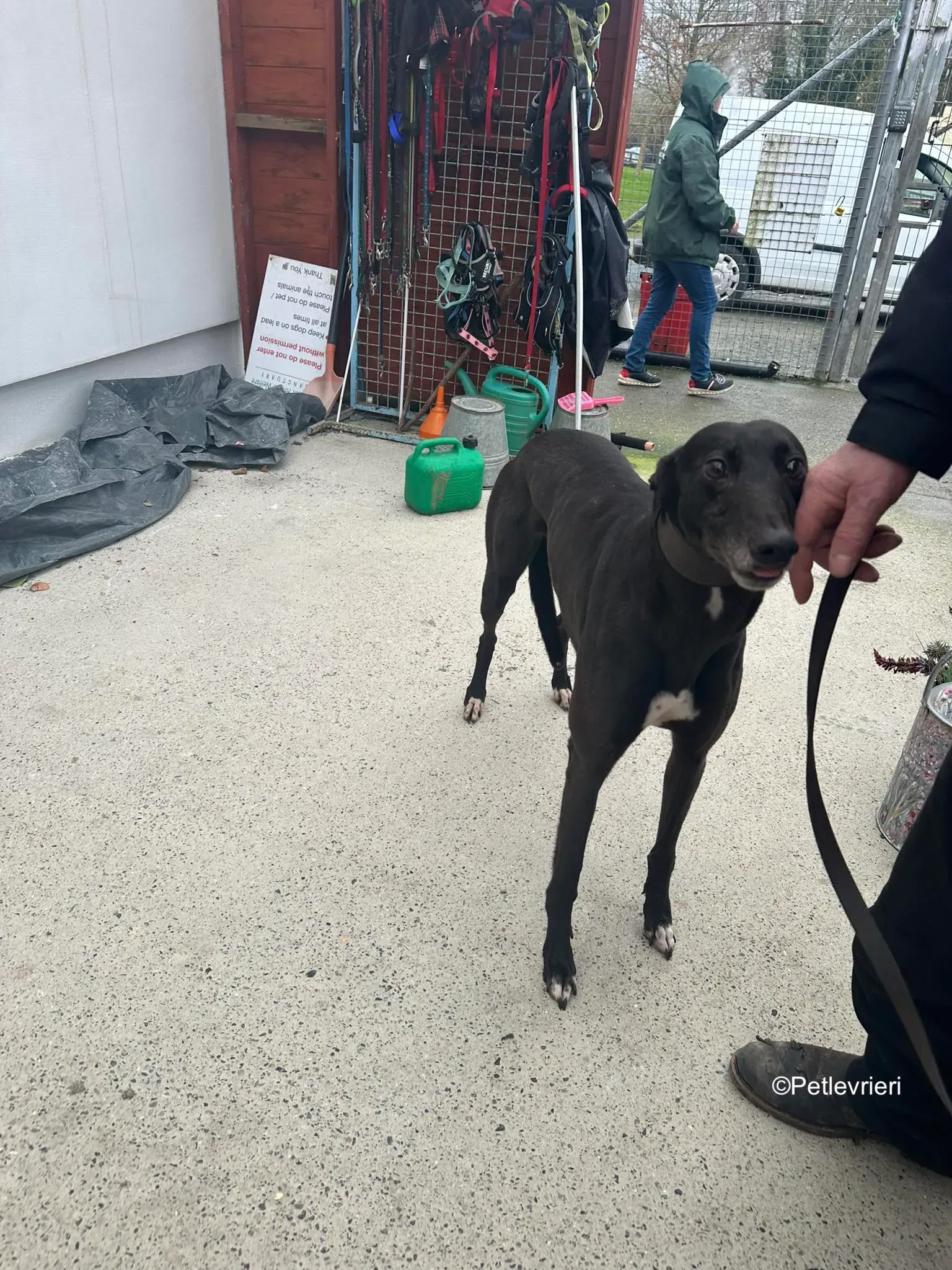 lucy adozione levrieri greyhound 6