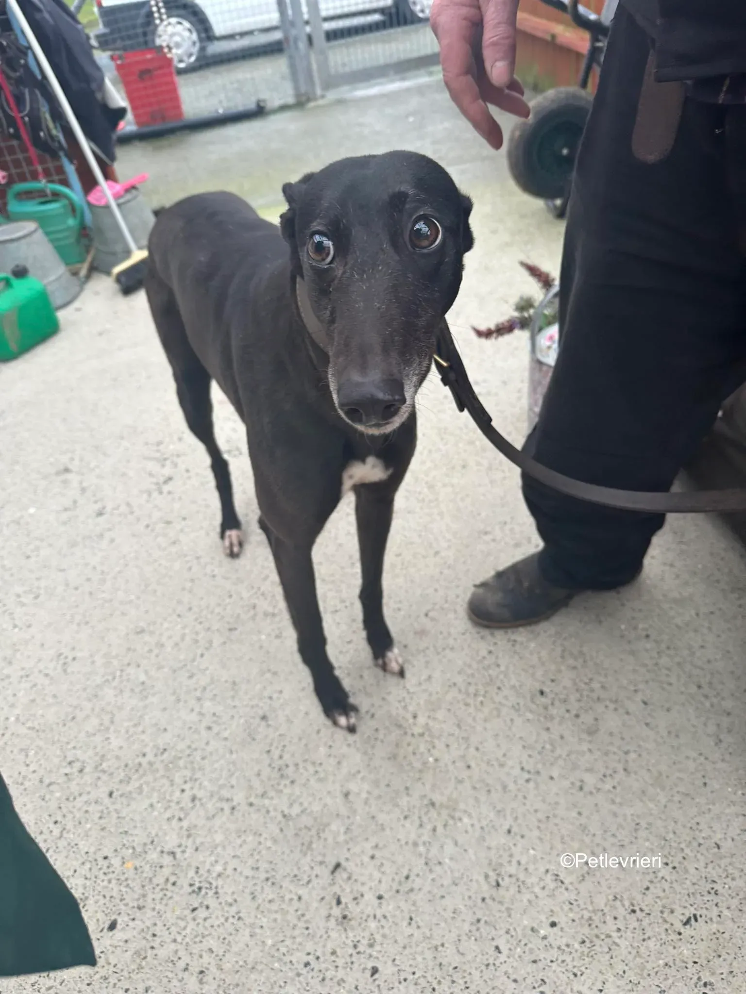 lucy adozione levrieri greyhound 7