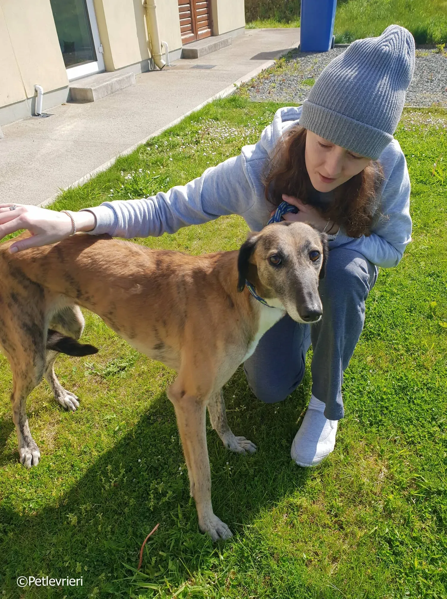 lucy adozione levrieri greyhound 9