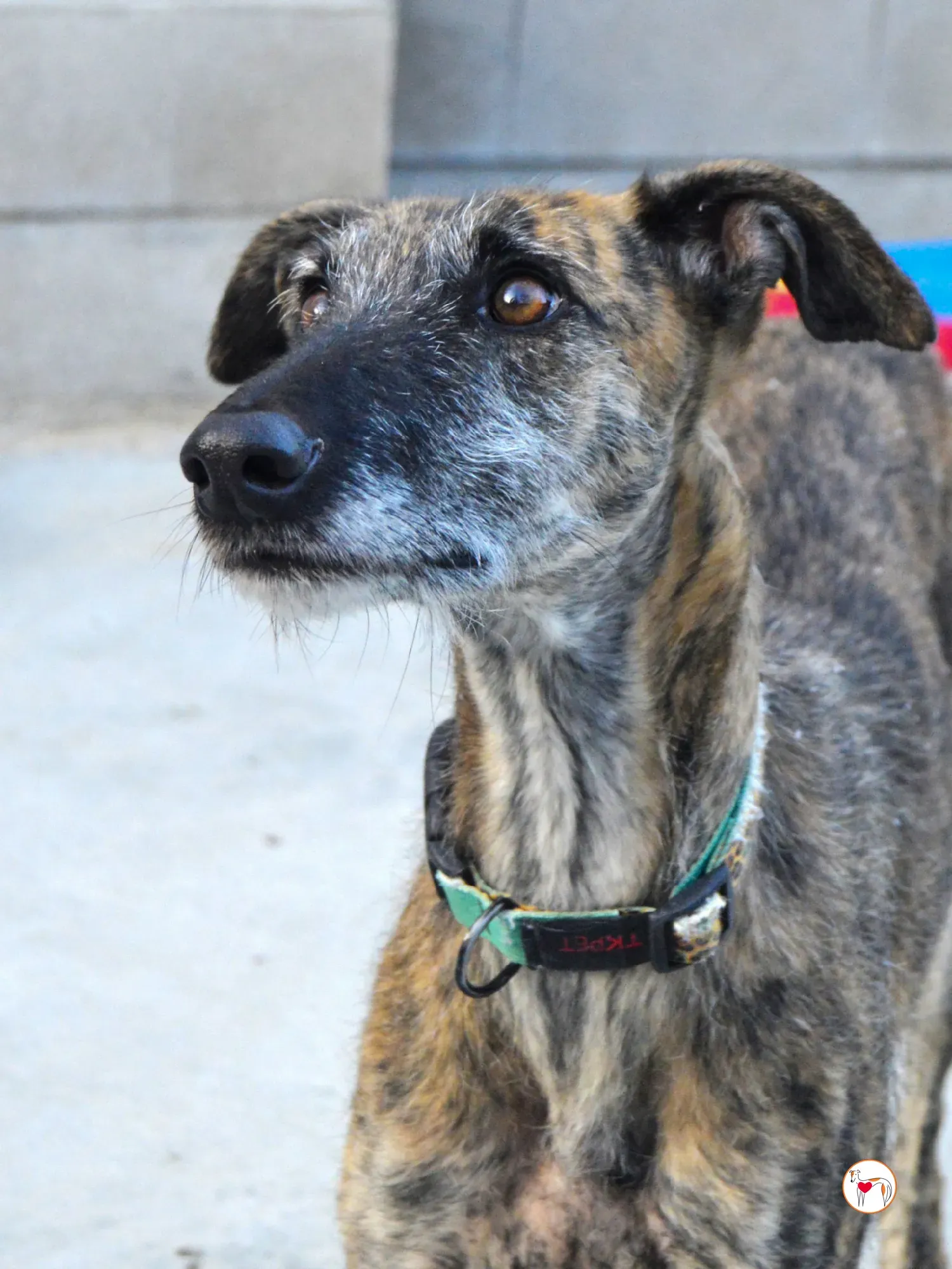 luisa galgo adozione 1