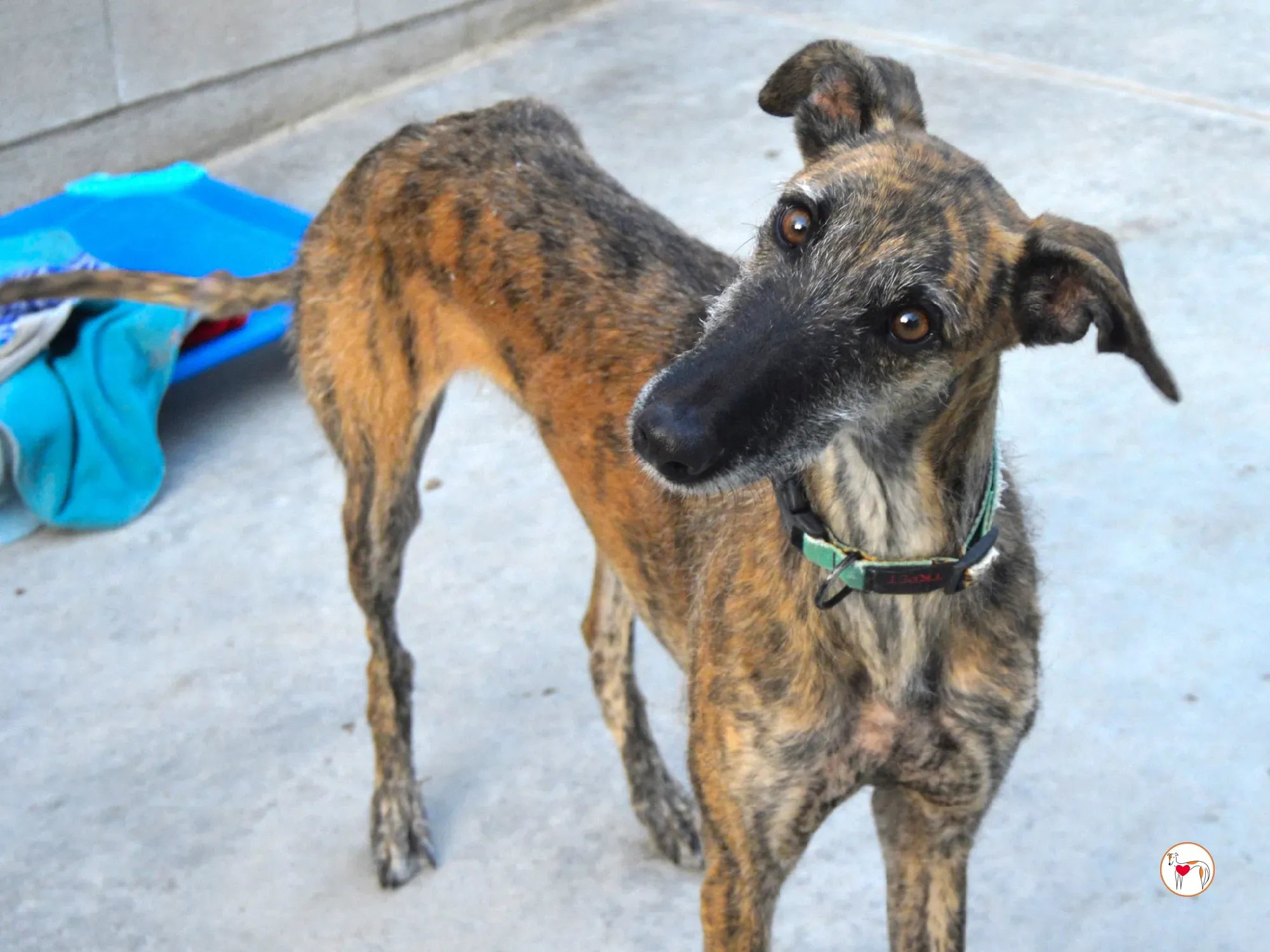 luisa galgo adozione 2