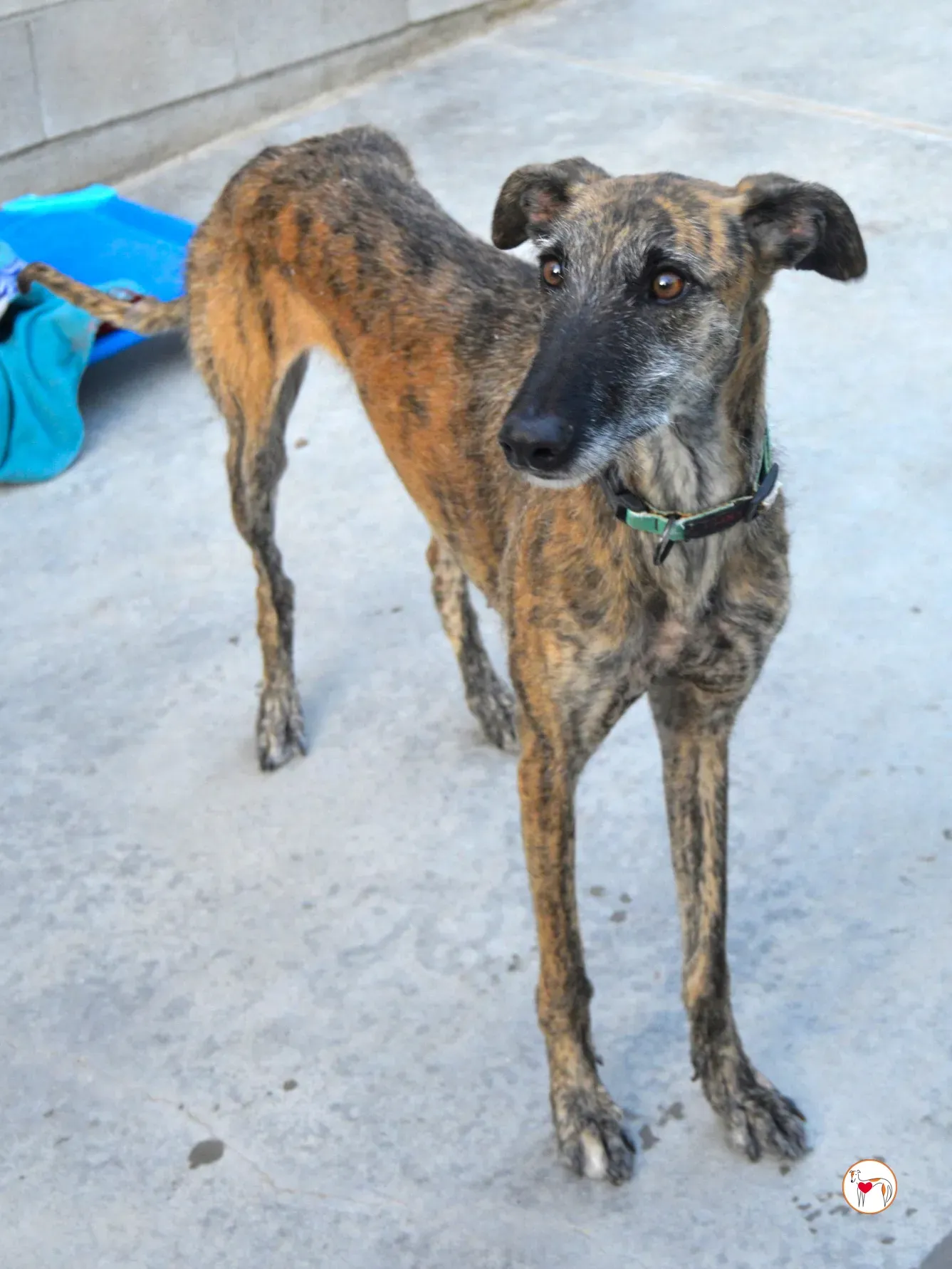 luisa galgo adozione 3