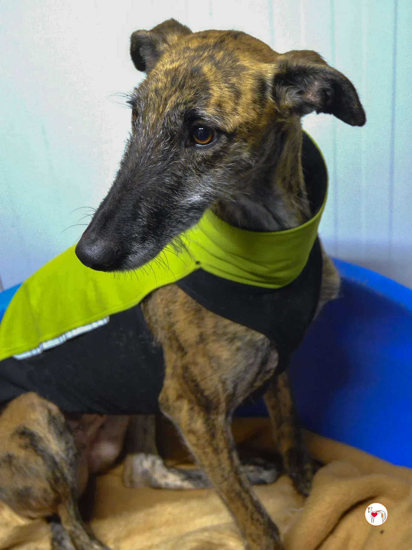 luisa galgo adozione 5