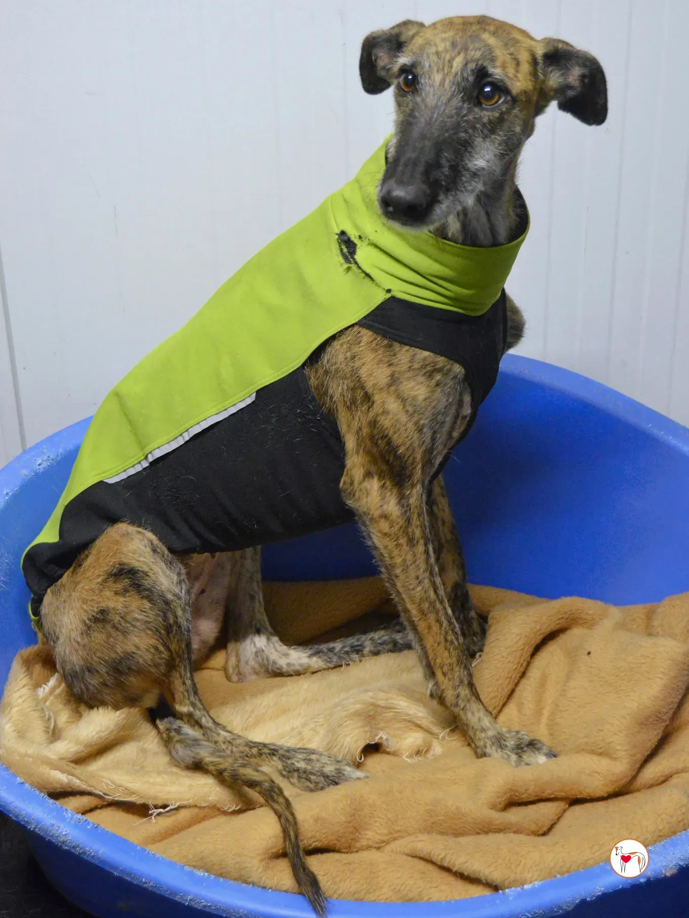 luisa galgo adozione 6