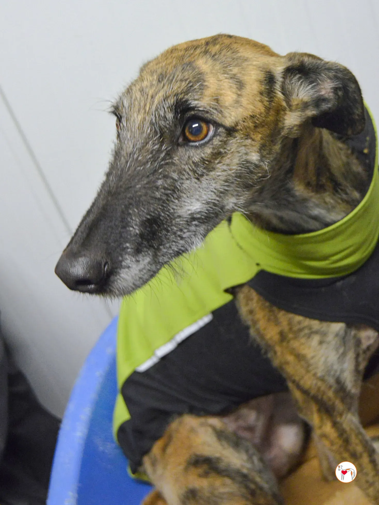 luisa galgo adozione 7