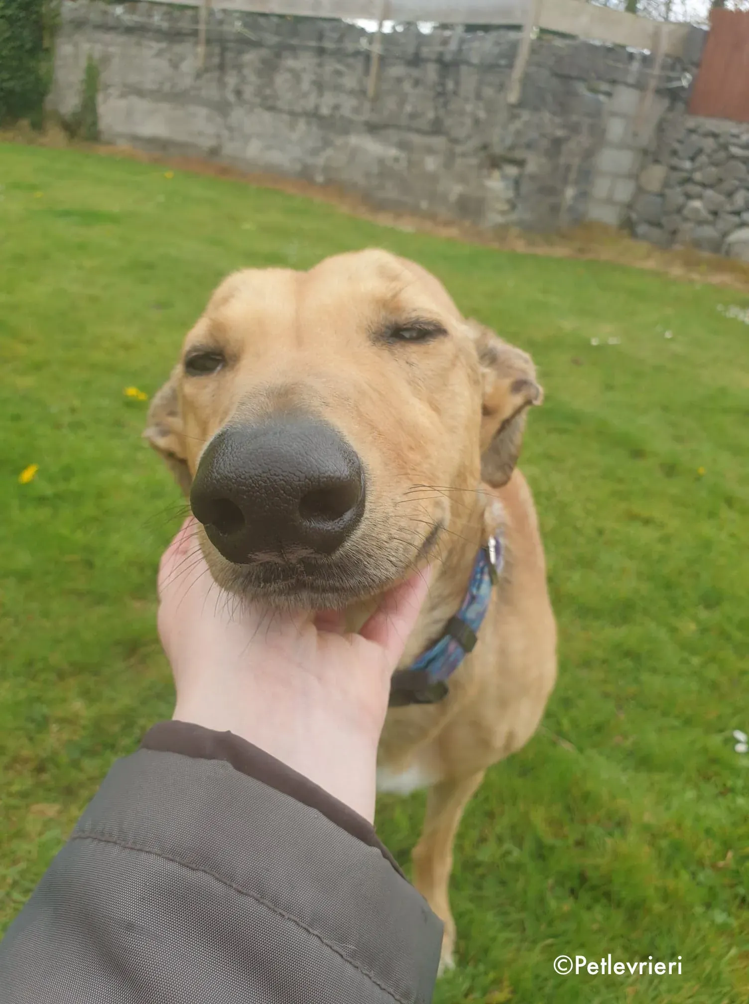 lulu adozione levrieri greyhound 10