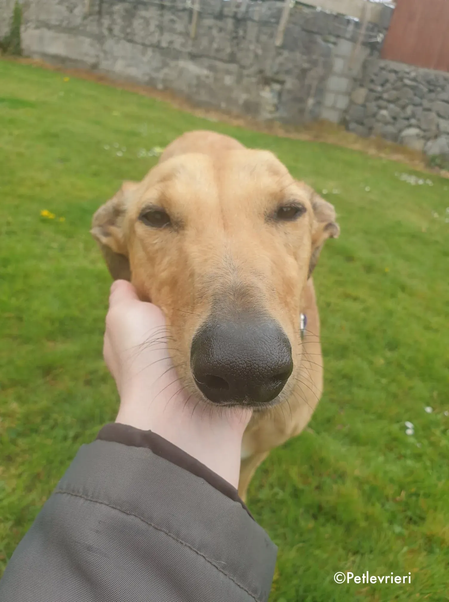 lulu adozione levrieri greyhound 11