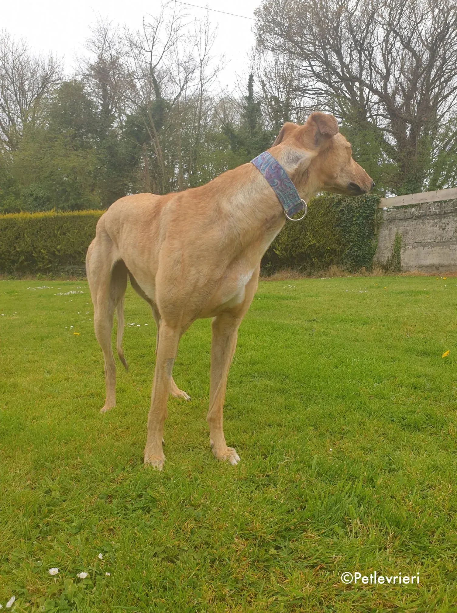 lulu adozione levrieri greyhound 12