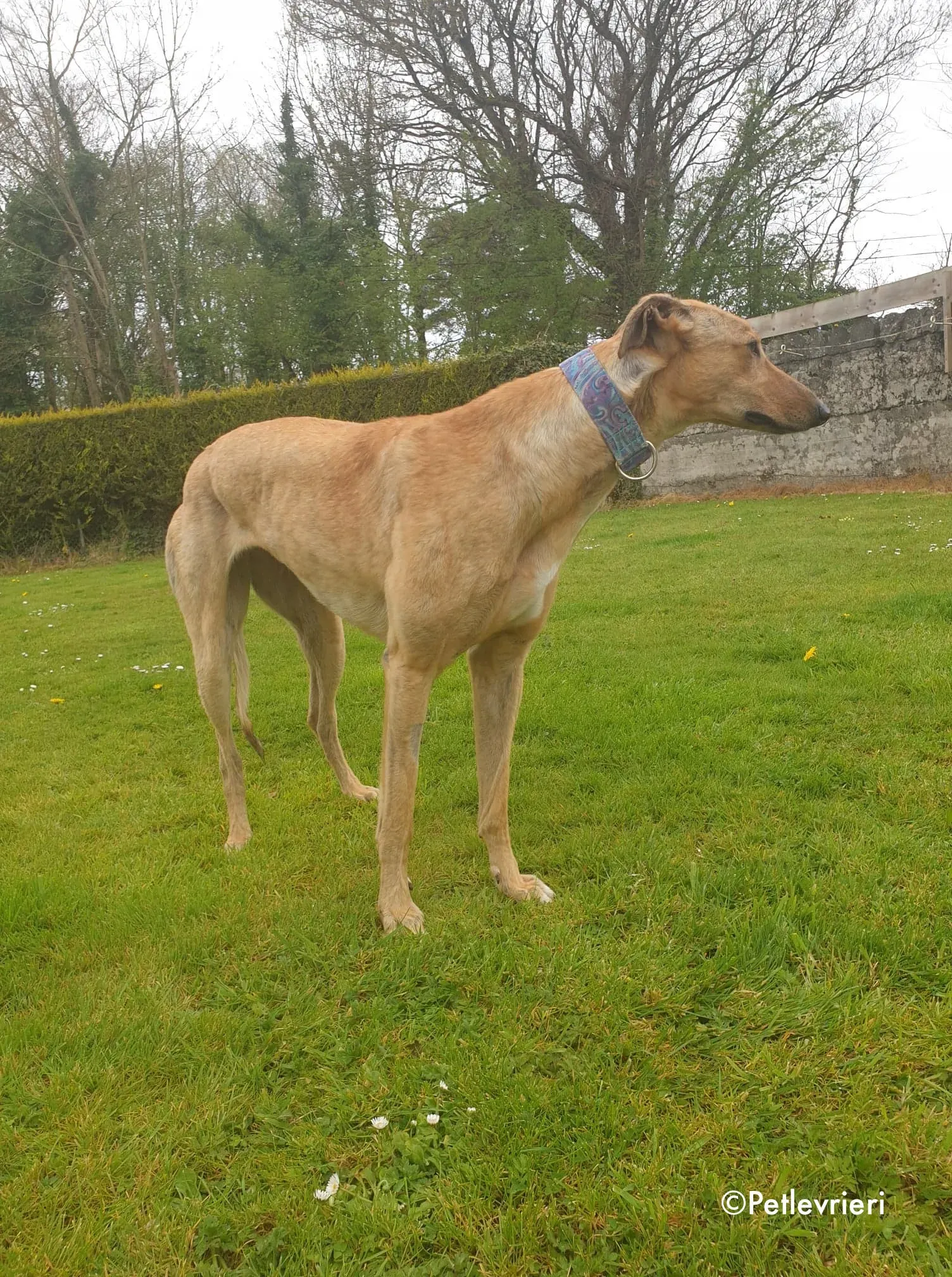 lulu adozione levrieri greyhound 13