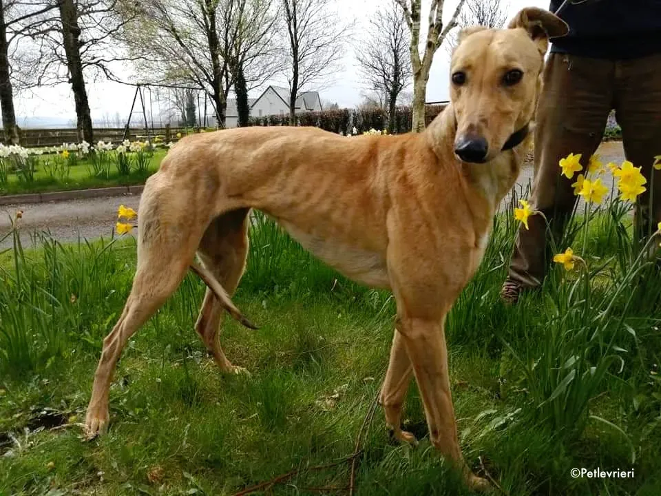 lulu adozione levrieri greyhound 1