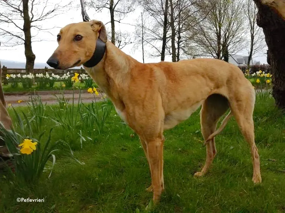 lulu adozione levrieri greyhound 2