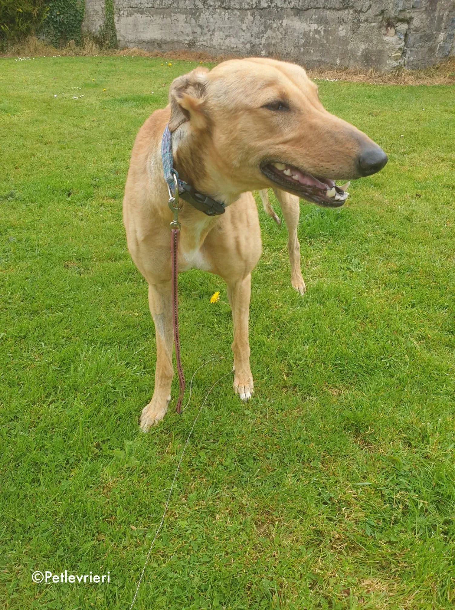 lulu adozione levrieri greyhound 3