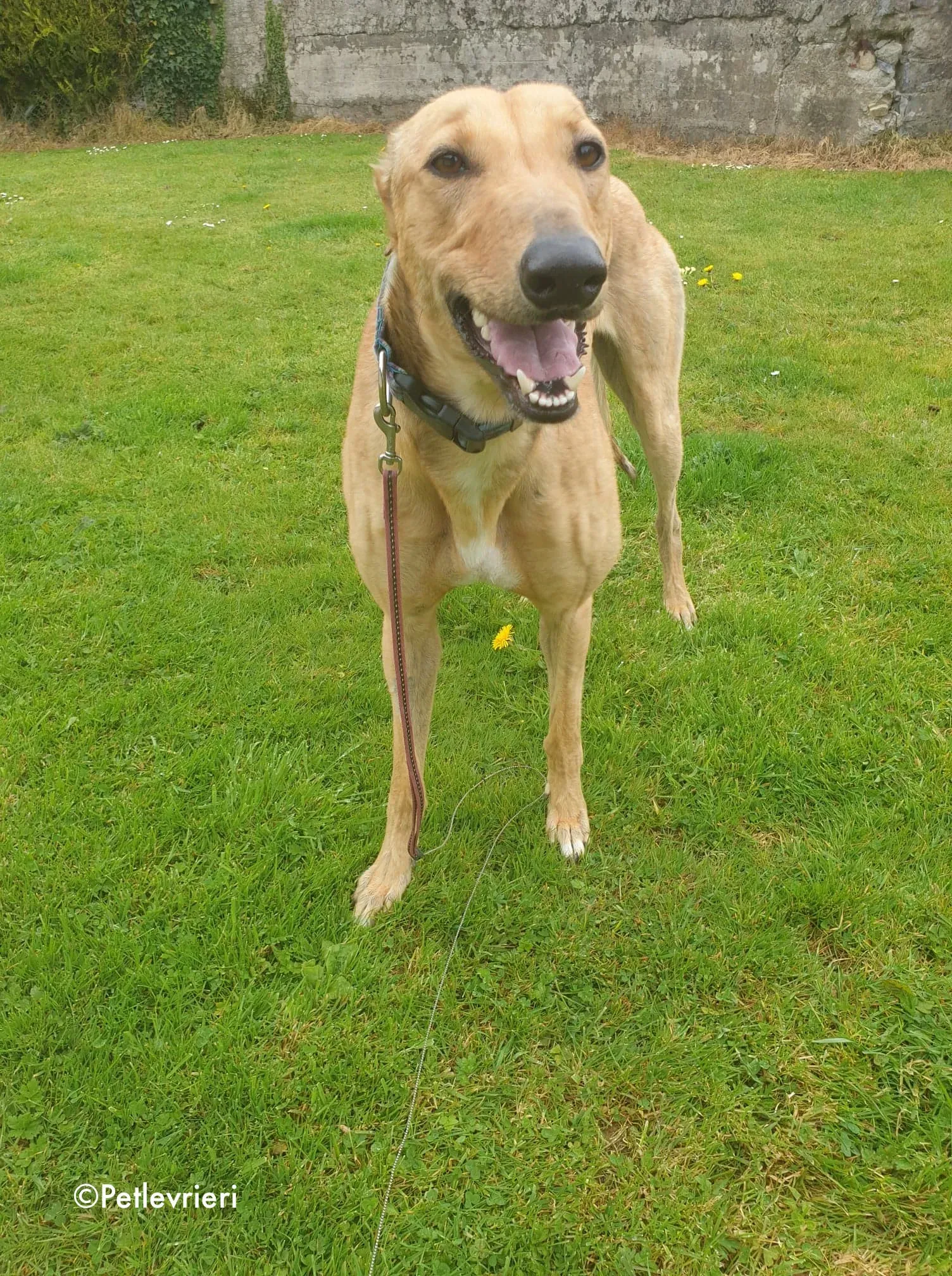 lulu adozione levrieri greyhound 4