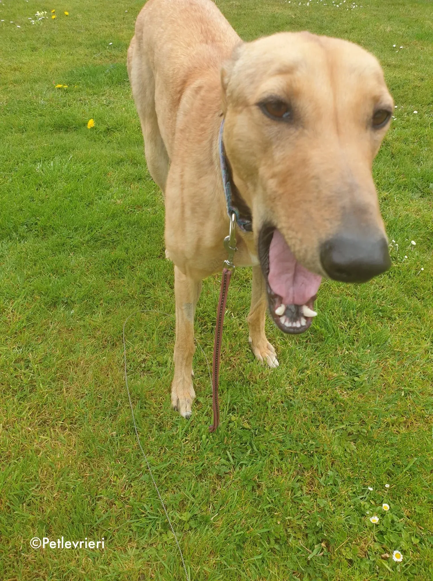 lulu adozione levrieri greyhound 5