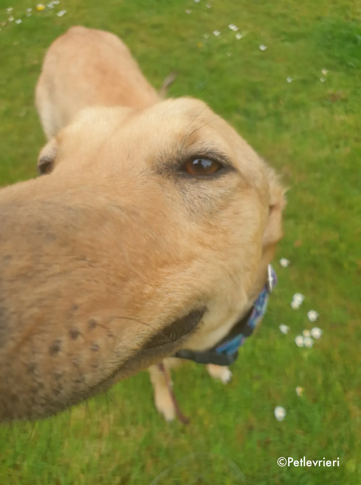 lulu adozione levrieri greyhound 6