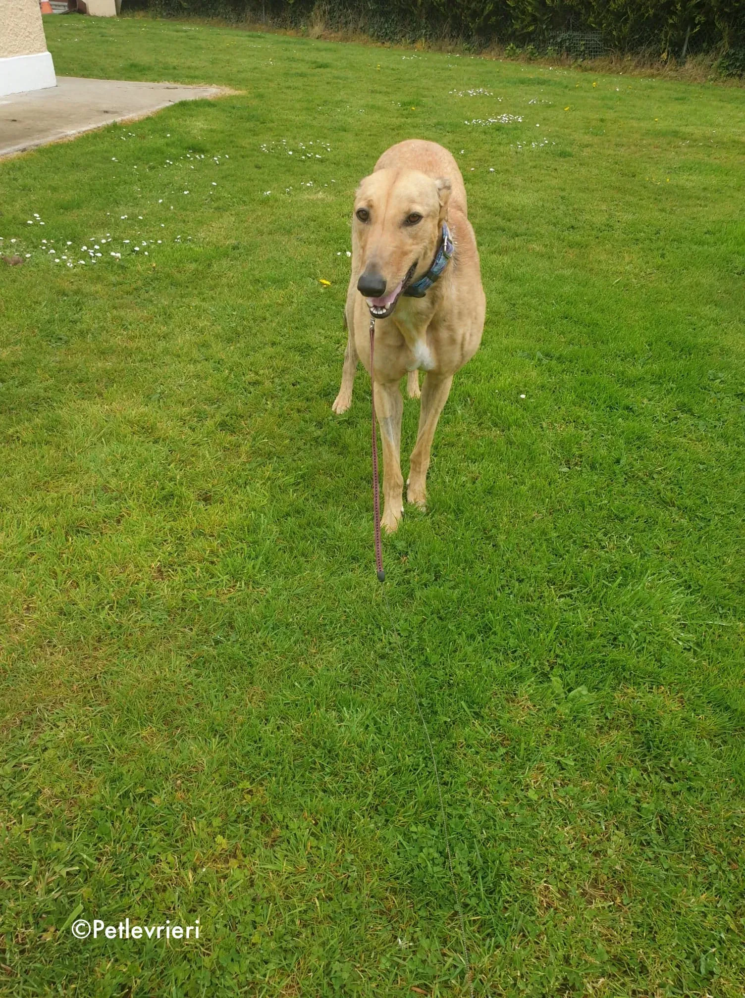 lulu adozione levrieri greyhound 7