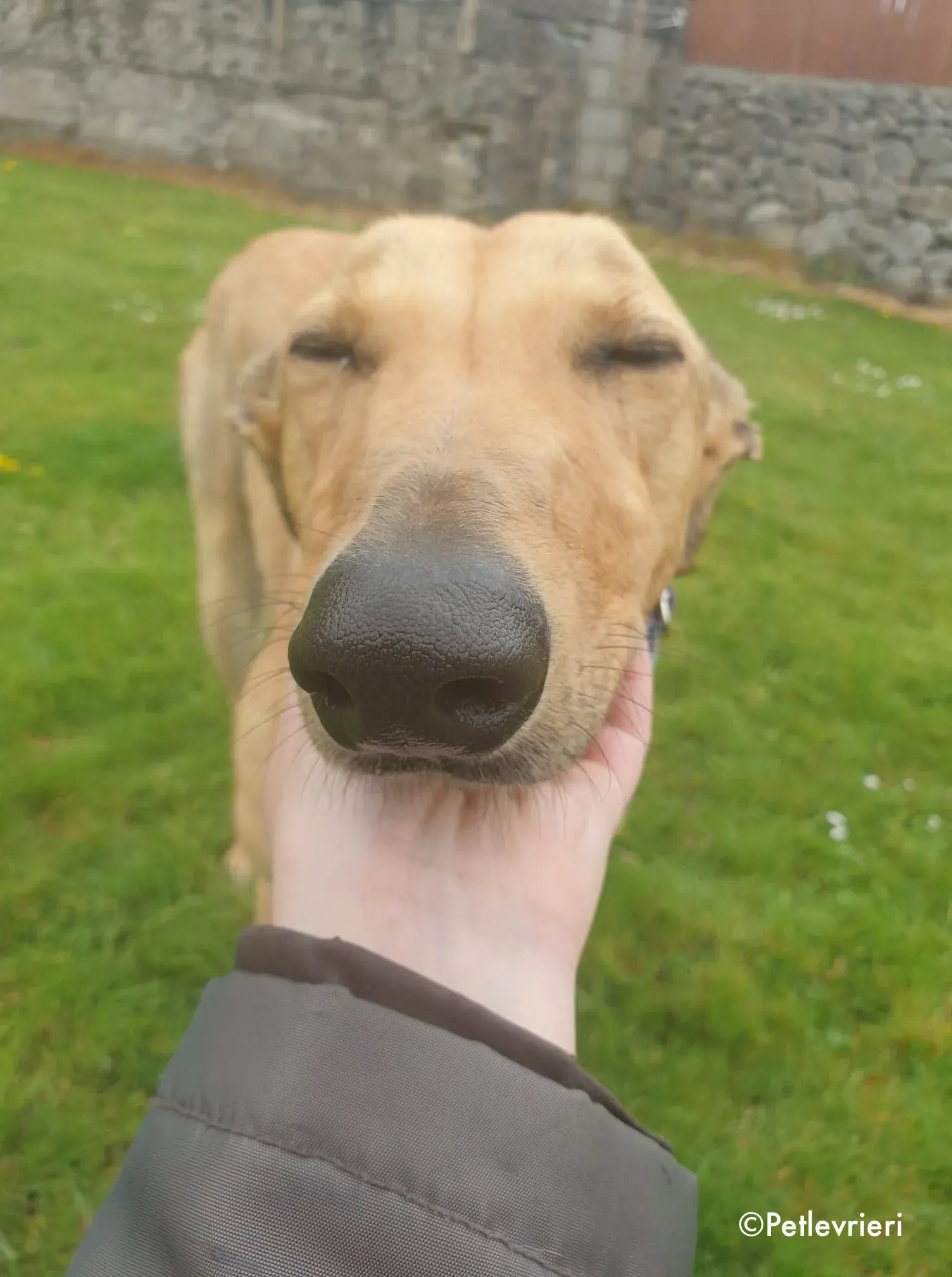 lulu adozione levrieri greyhound 8