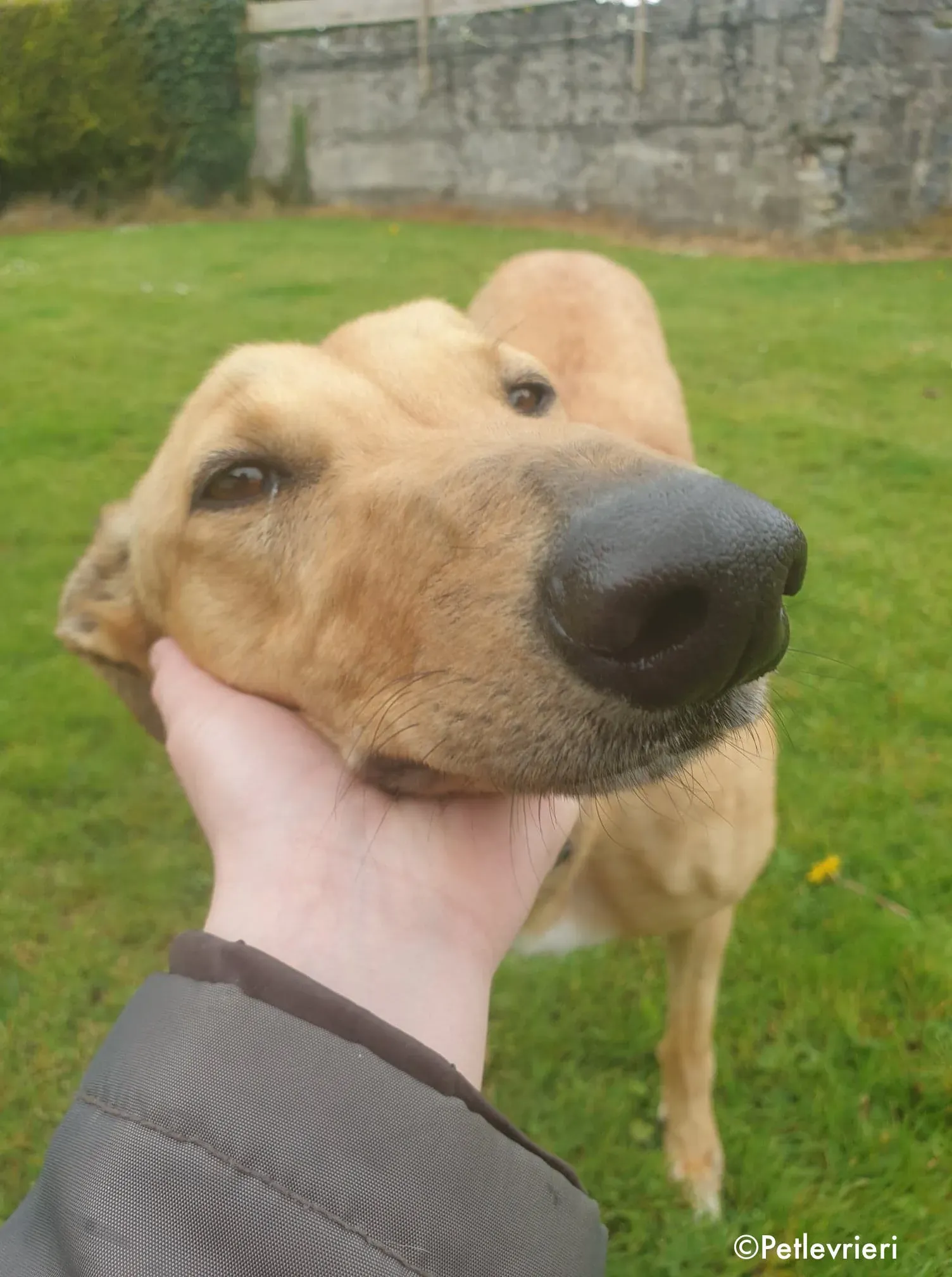 lulu adozione levrieri greyhound 9