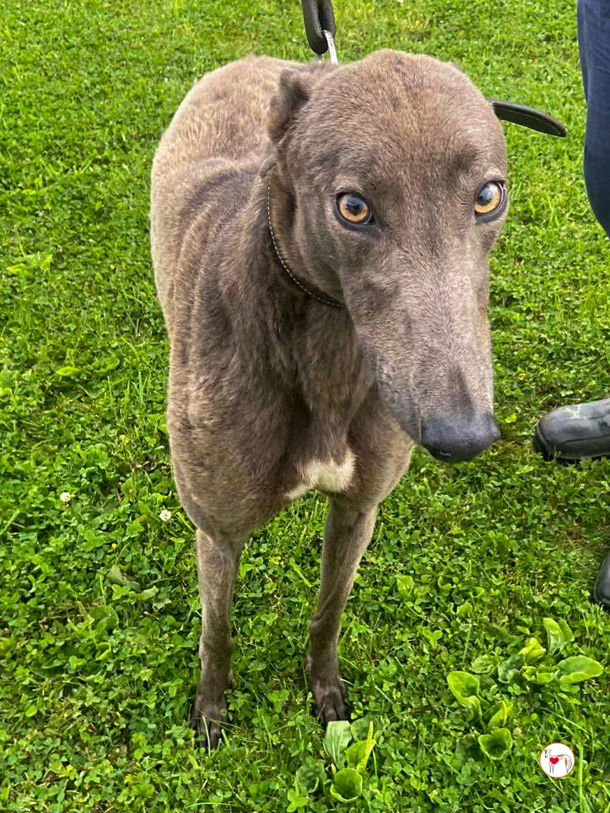 lulu grey adozione 01