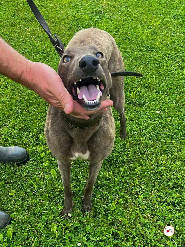 lulu grey adozione 02