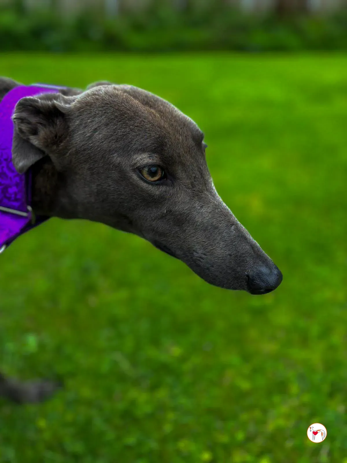 lulu grey adozione 03