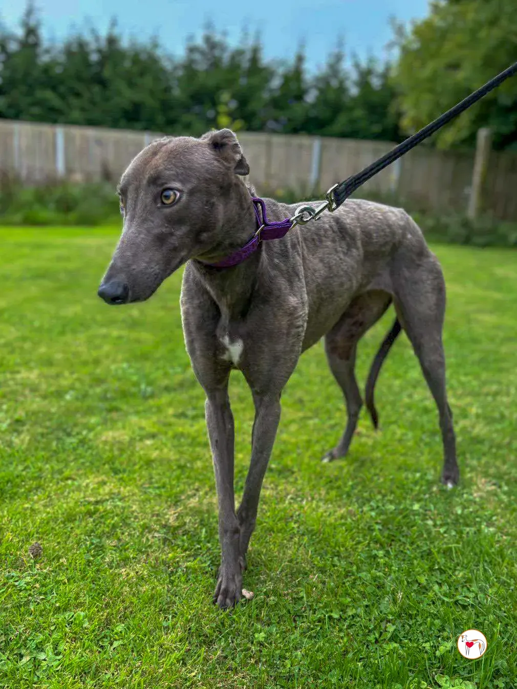 lulu grey adozione 04