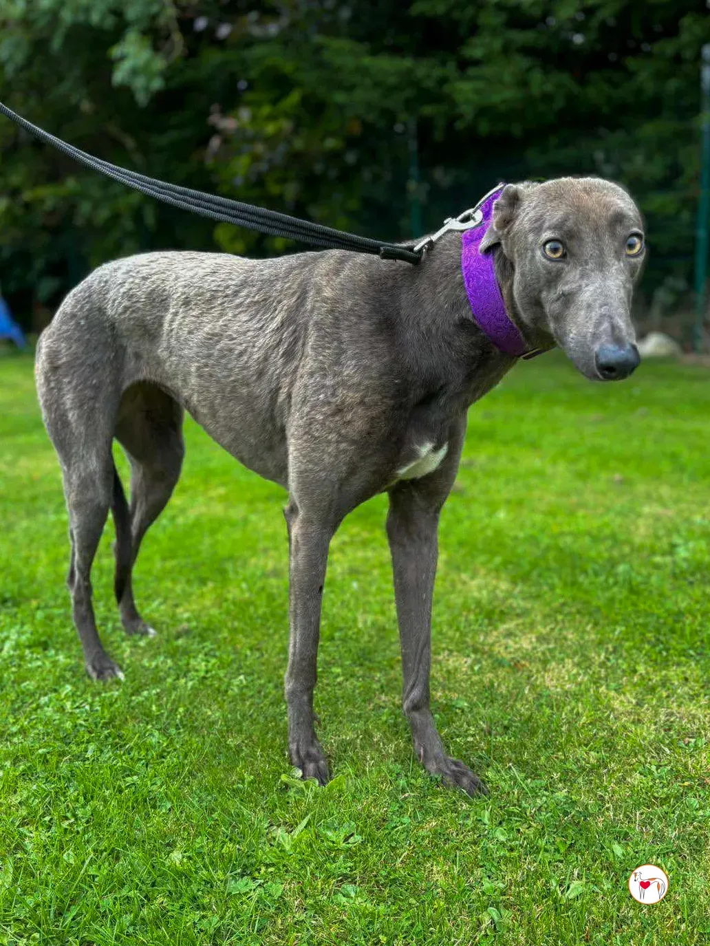 lulu grey adozione 05 1