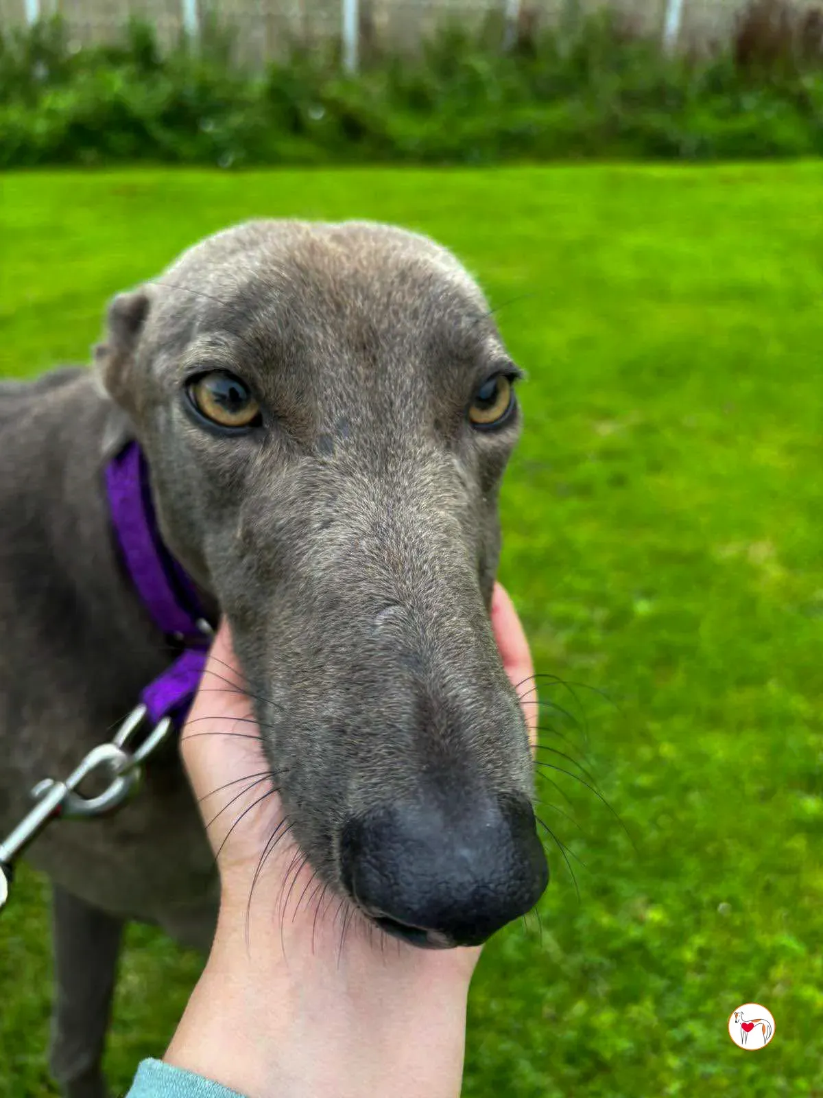 lulu grey adozione 06