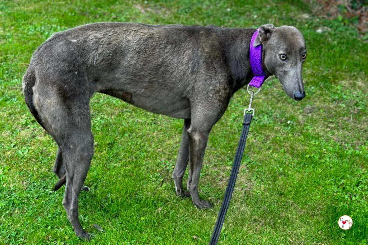 lulu grey adozione 07