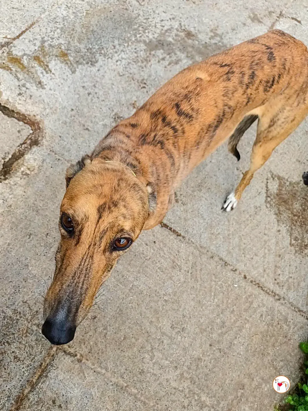 lulu grey adozione 1