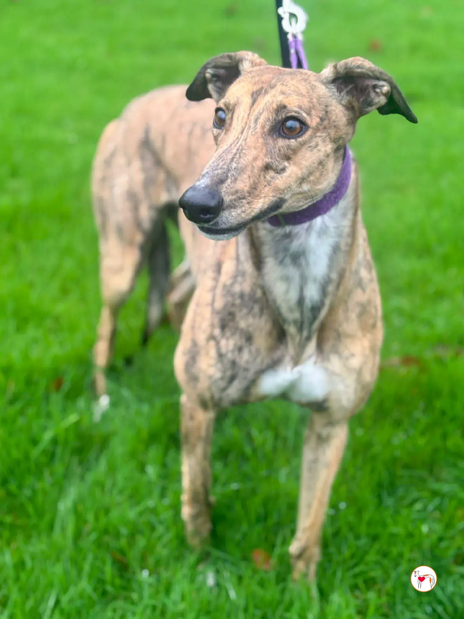 lulu grey adozione 10