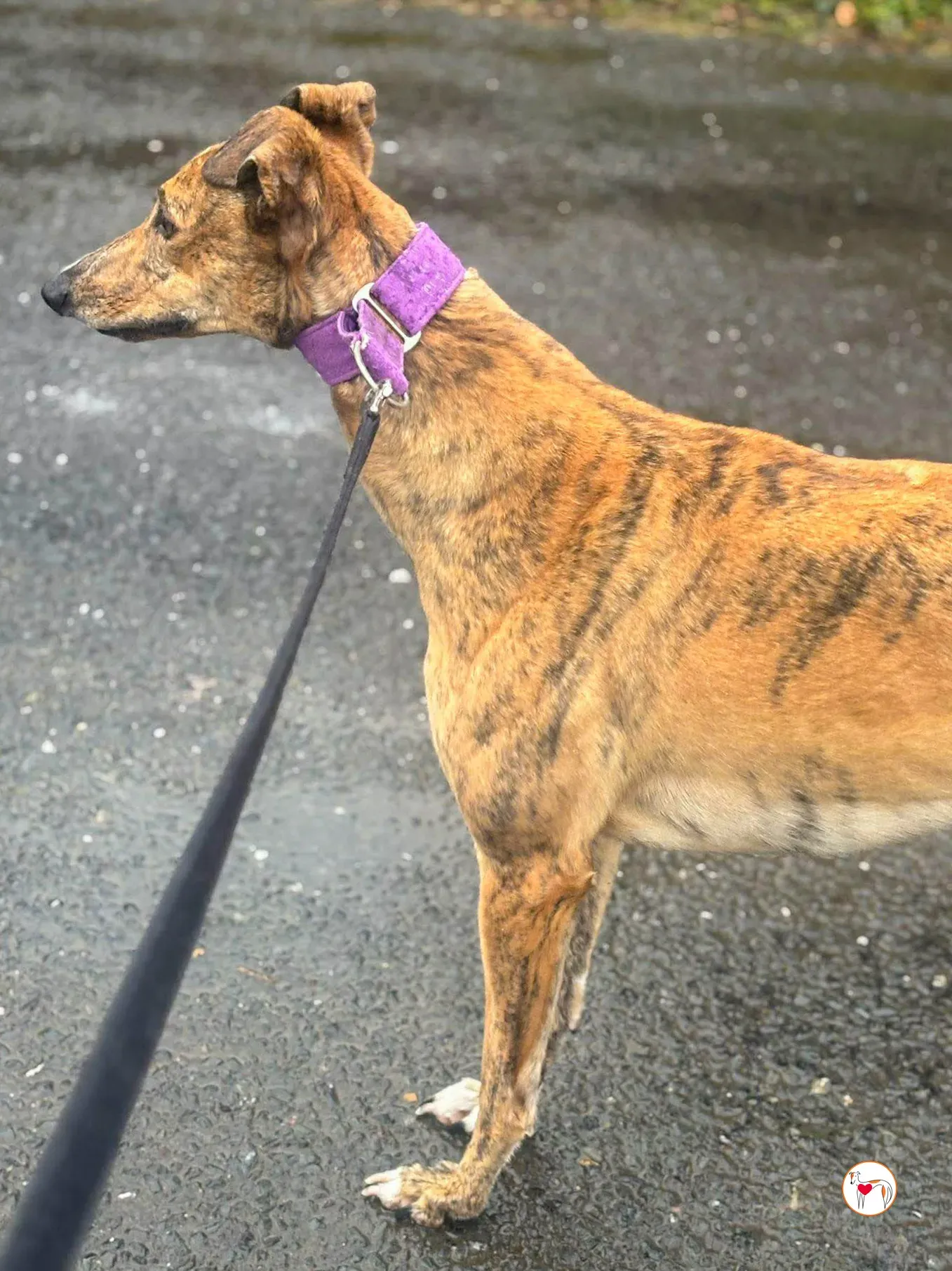 lulu grey adozione 11