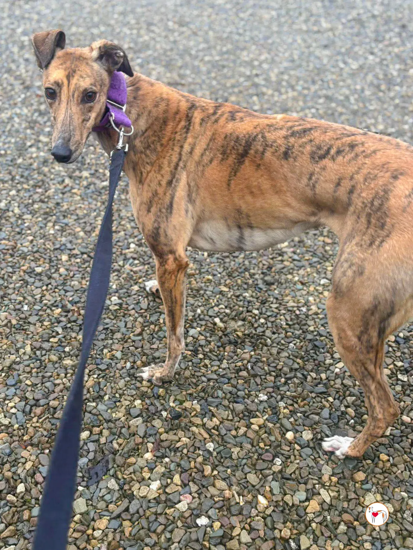 lulu grey adozione 12