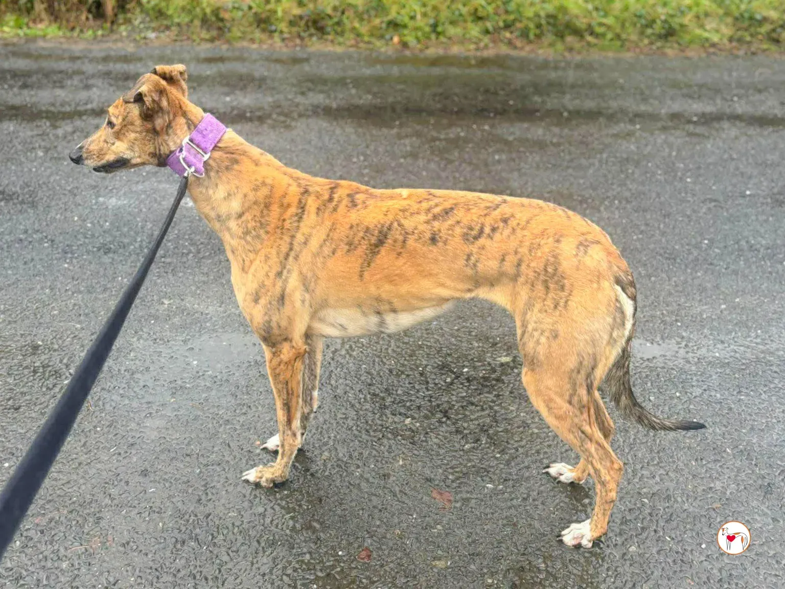 lulu grey adozione 13