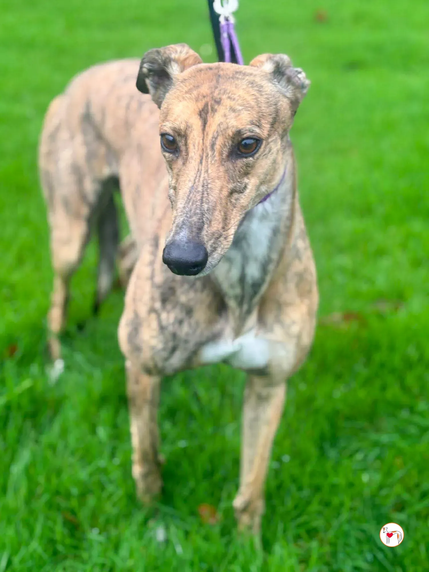 lulu grey adozione 14