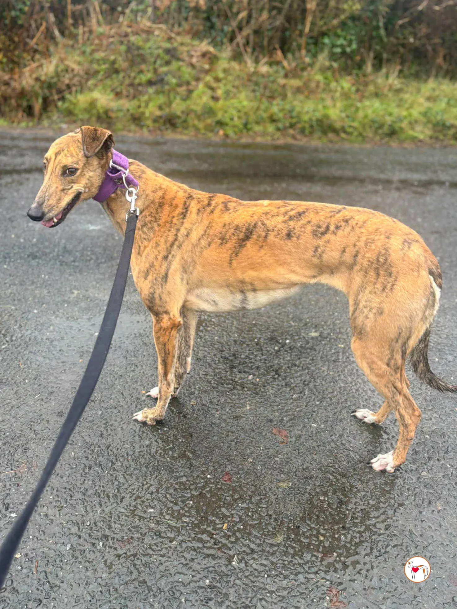 lulu grey adozione 15