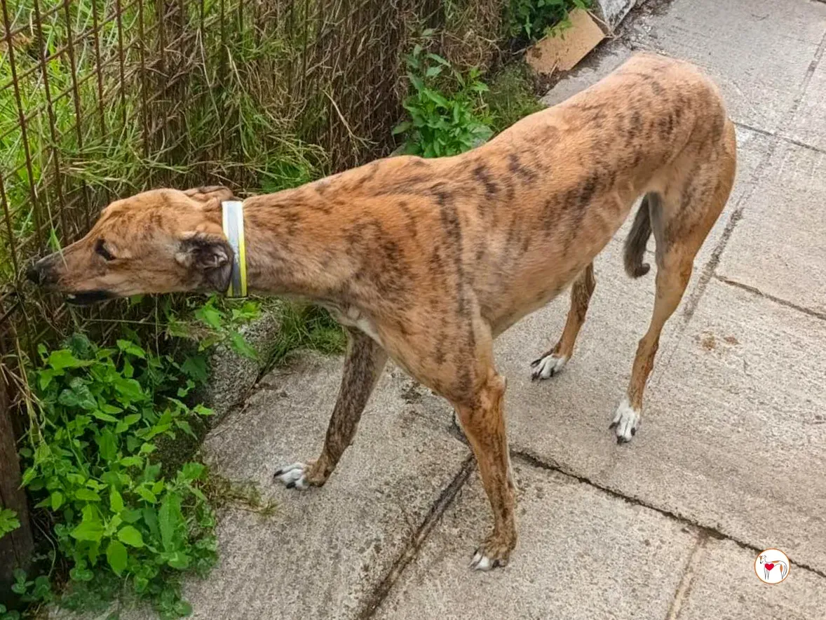 lulu grey adozione 2