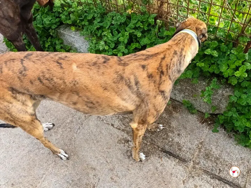 lulu grey adozione 4